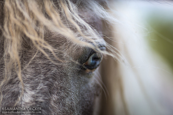 Daffodil, Equine Advocates, Chatham, NY