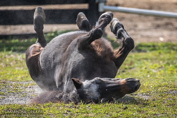 Horse at Equine Advocates, Chatham, NY