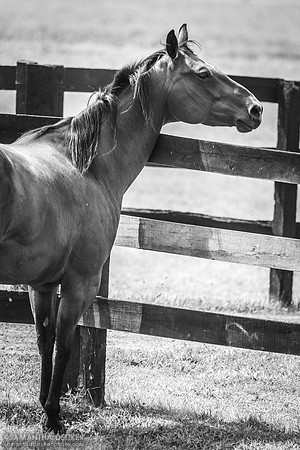 Horse at Equine Advocates, Chatham, NY