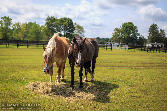 Horses at Equine Advocates, Chatham, NY