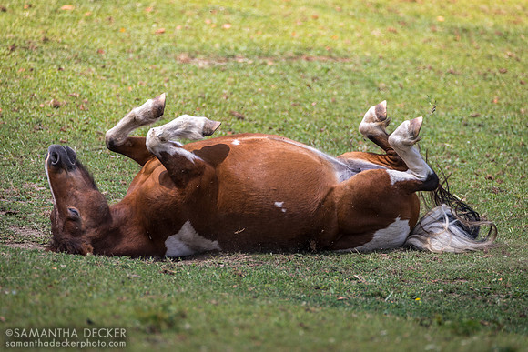 Bridgette, Equine Advocates, Chatham, NY