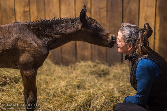 Britt and Big Time Lady's 2024 Yaupon filly, Mahoney Eden Manor, Saratoga Springs, NY