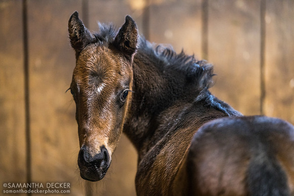 Omaha Beach filly out of All Dressed Up, Mahoney Eden Manor, Saratoga Springs, NY