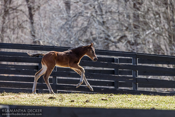 2025 Good Magic Colt out of Walking Miracle, Thirty Year Farm, Saratoga Springs, NY