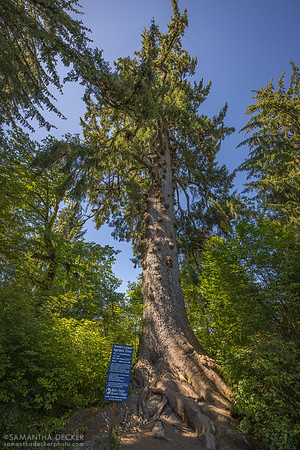 World's Largest Spruce Tree