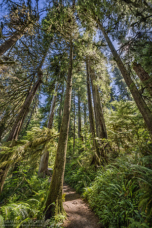 Quinault Rainforest Trail, Olympic National Park