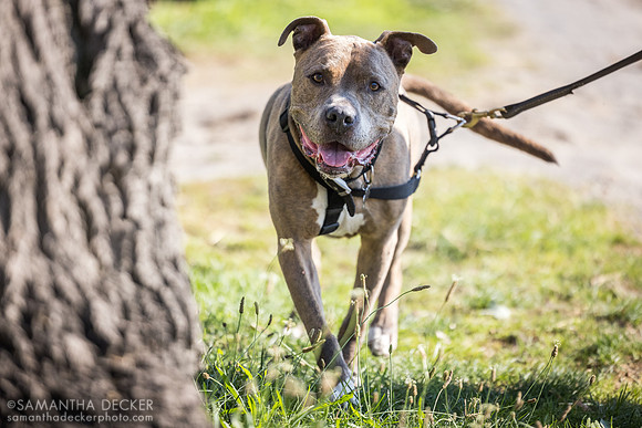 Taz the dog at the Oklahoma Track
