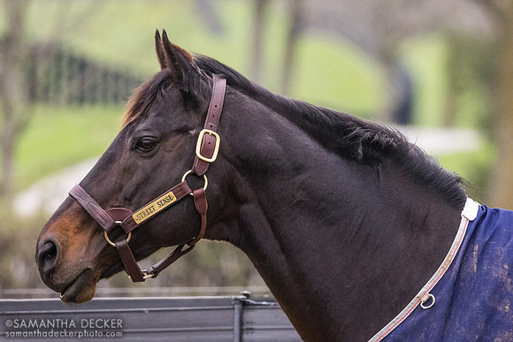 Street Sense, Jonabell Farm, Lexington, KY