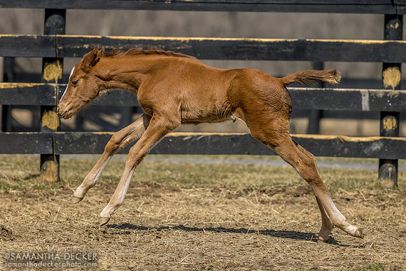 2025 Taiba filly out of Evening Primrose, Thirty Year Farm, Saratoga Springs, NY