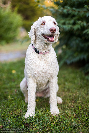 Sweet Rosie