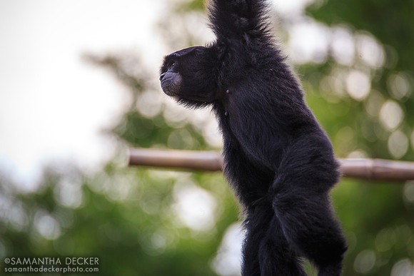 Monkey, Disney's Animal Kingdom