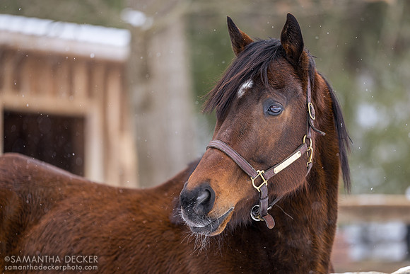 Handy Stan, Old Friends at Cabin Creek, Greenfield, NY, 2024