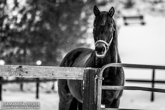 A Shin Forward, Old Friends at Cabin Creek, Greenfield, NY