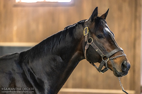 Mind Control, Irish Hill & Dutchess Views Stallions, Stillwater, NY, 2024