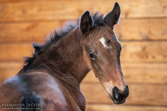 2024 Aloha West colt out of Goodbye Brockley, Irish Hill Century Farm, Stillwater, NY