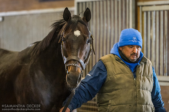 Mind Control, Irish Hill & Dutchess Views Stallions, Stillwater, NY