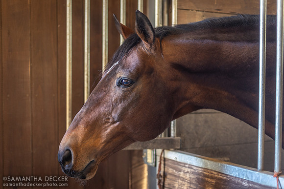 Big Brown, Irish Hill & Dutchess Views Stallions, Stillwater, NY