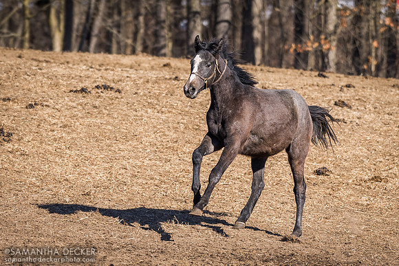 2023 Venezuelan Hug colt out of Positively Jean, Mill Creek Farm, Stillwater, NY