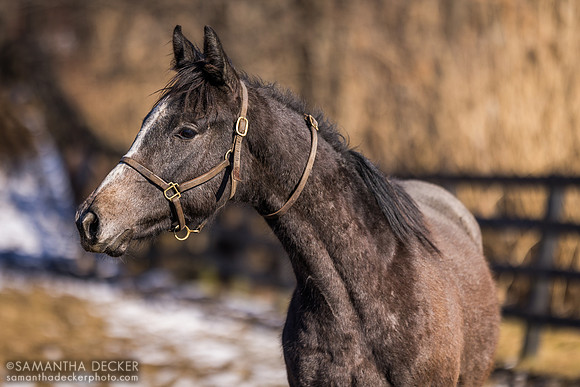 2023 Venezuelan Hug colt out of Positively Jean, Mill Creek Farm, Stillwater, NY