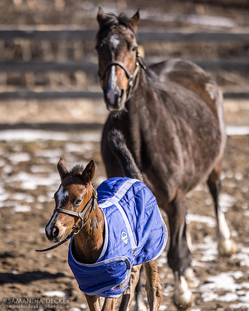Popstar and her 2024 Central Banker filly, Mill Creek Farm, Stillwater, NY