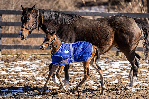 Popstar and her 2024 Central Banker filly, Mill Creek Farm, Stillwater, NY