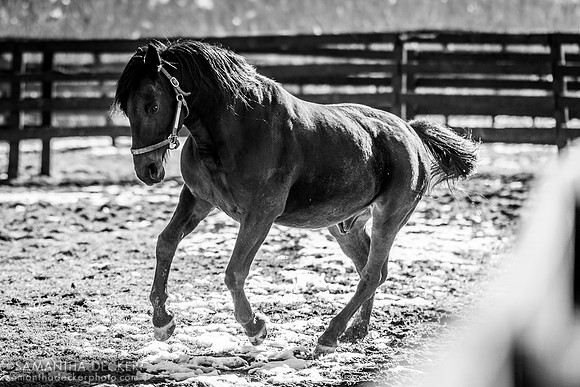 Standardbred stallion Coraggioso, Mill Creek Farm