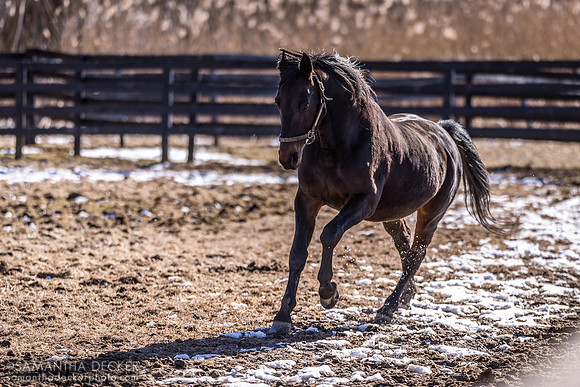 Standardbred stallion Coraggioso, Mill Creek Farm