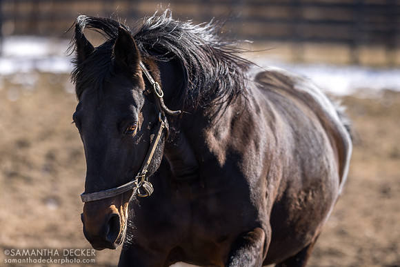 Standardbred stallion Coraggioso, Mill Creek Farm