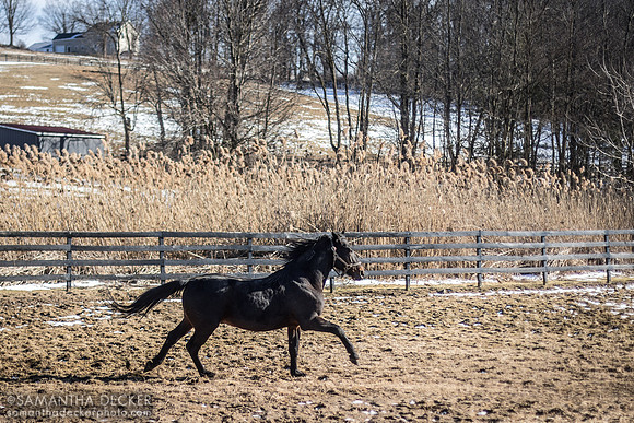 Standardbred stallion Coraggioso, Mill Creek Farm