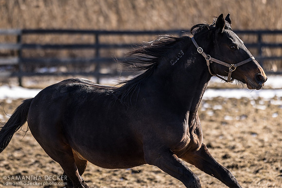 Standardbred stallion Coraggioso, Mill Creek Farm