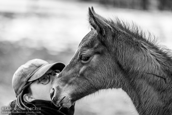Farm Manager Lolly and a Jackie's Warrior colt out of Sassy Sienna, Thirty Year Farm, Saratoga Springs, NY
