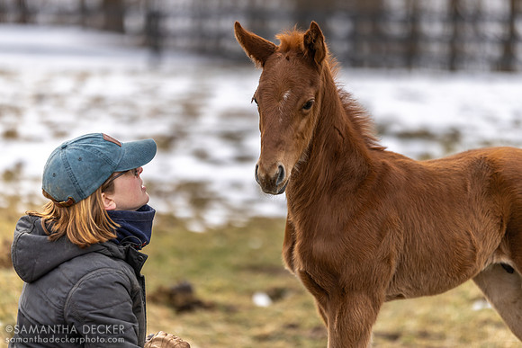 Farm Manager Lolly and a Jackie's Warrior colt out of Sassy Sienna, Thirty Year Farm, Saratoga Springs, NY