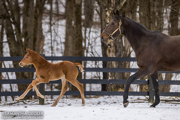 Sassy Sienna and her Jackie's Warrior colt, Thirty Year Farm, Saratoga Springs, NY
