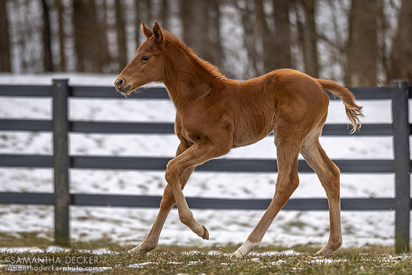 Jackie's Warrior colt out of Sassy Sienna, Thirty Year Farm, Saratoga Springs, NY
