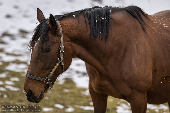 She'samericanmade, Thirty Year Farm, Saratoga Springs, NY
