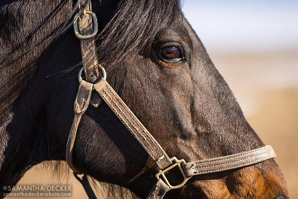 Standardbred stallion Coraggioso, Mill Creek Farm