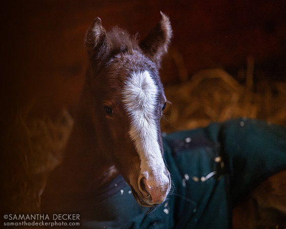 2024 Omaha Beach filly out of Alma Llanera, Mill Creek Farm