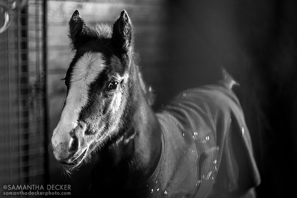 2024 Omaha Beach filly out of Alma Llanera, Mill Creek Farm