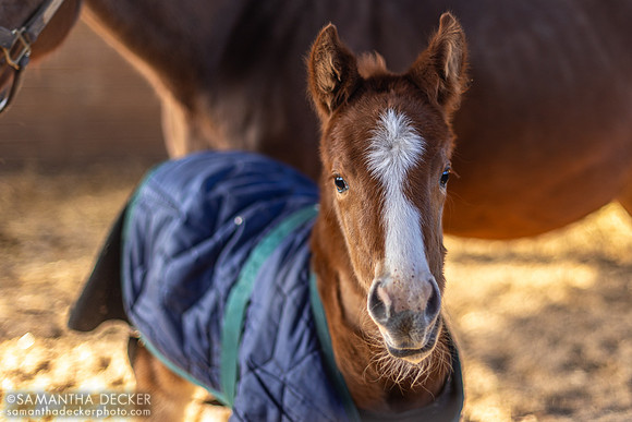 Martini and Her Jackie's Warrior Filly, Mill Creek Farm