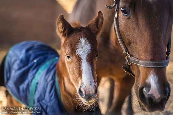 Martini and Her Jackie's Warrior Filly, Mill Creek Farm