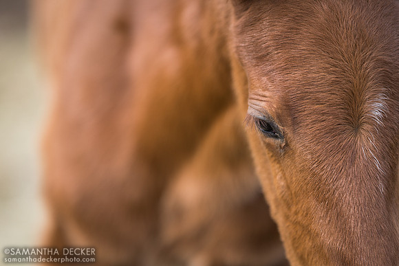 Jackie's Warrior colt out of Sassy Sienna, Thirty Year Farm, Saratoga Springs, NY