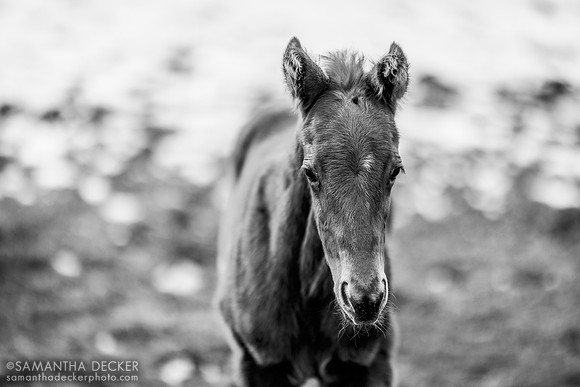 Jackie's Warrior colt out of Sassy Sienna, Thirty Year Farm, Saratoga Springs, NY