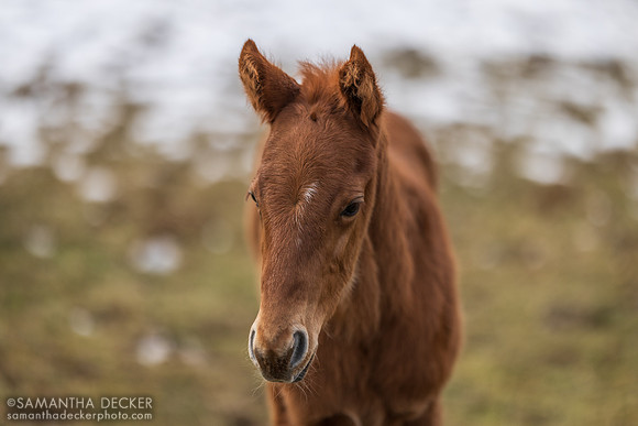 Jackie's Warrior colt out of Sassy Sienna, Thirty Year Farm, Saratoga Springs, NY