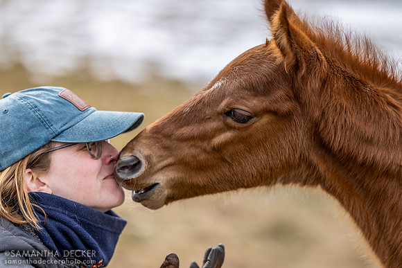 Farm Manager Lolly and Jackie's Warrior colt out of Sassy Sienna, Thirty Year Farm, Saratoga Springs, NY