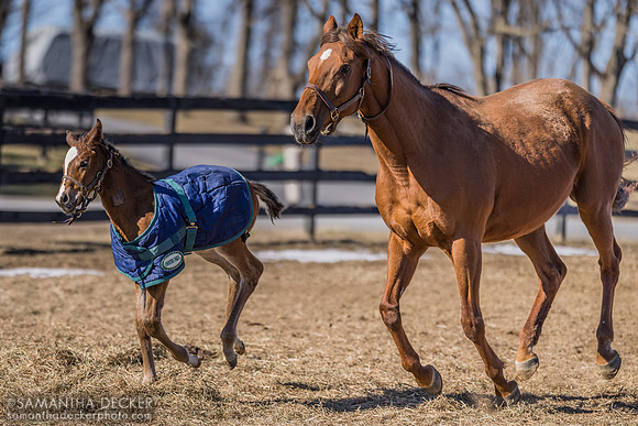 Air Mail and her 2024 War Dancer filly, Mill Creek Farm, Stillwater, NY