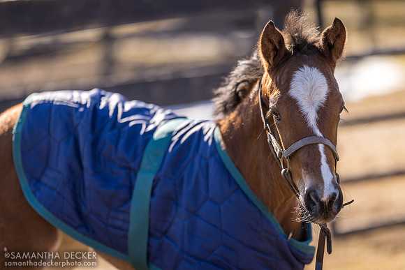 2024 War Dancer filly out of Air Mail, Mill Creek Farm, Stillwater, NY