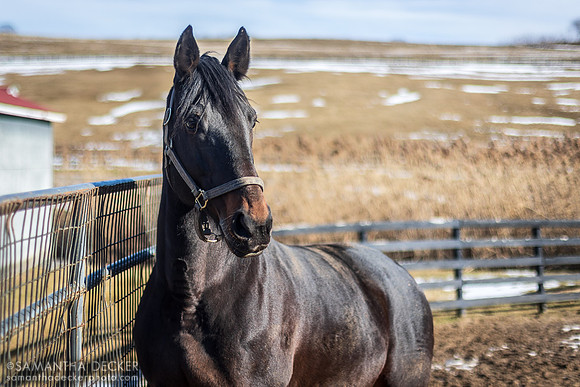 Standardbred stallion Coraggioso, Mill Creek Farm
