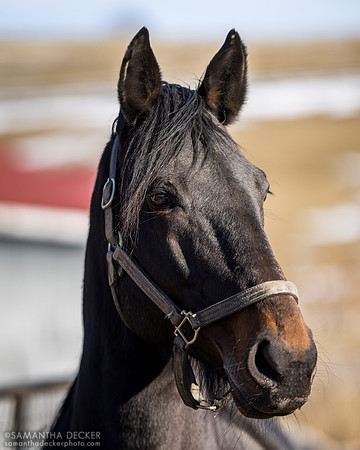 Standardbred stallion Coraggioso, Mill Creek Farm