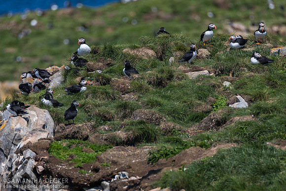 Puffins, Elliston, Newfoundland