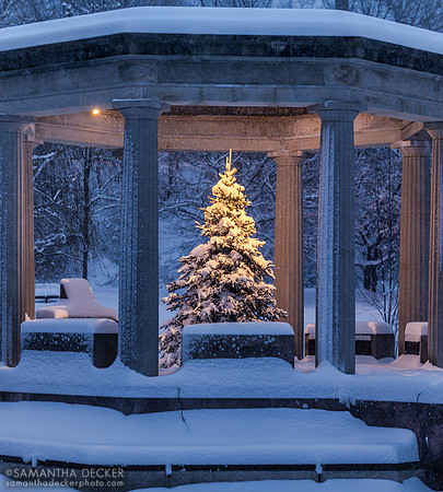 Tree in War Memorial, Congress Park, Saratoga Springs, NY